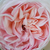 Roz - Trandafir pentru straturi Grandiflora - Floribunda - Grüss an Aachen